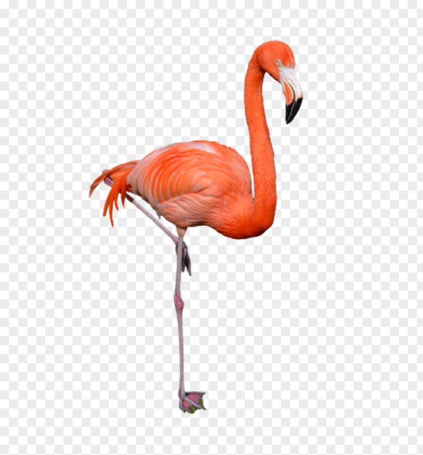 Heels Flamingos Phoenicopteridae Bird Flamingo Clip Art PNG