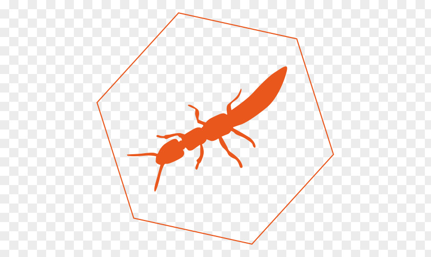 Insect Academic Pest Controls Termite PNG