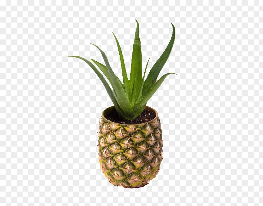 Pineapple Potted Aloe Art Flower PNG