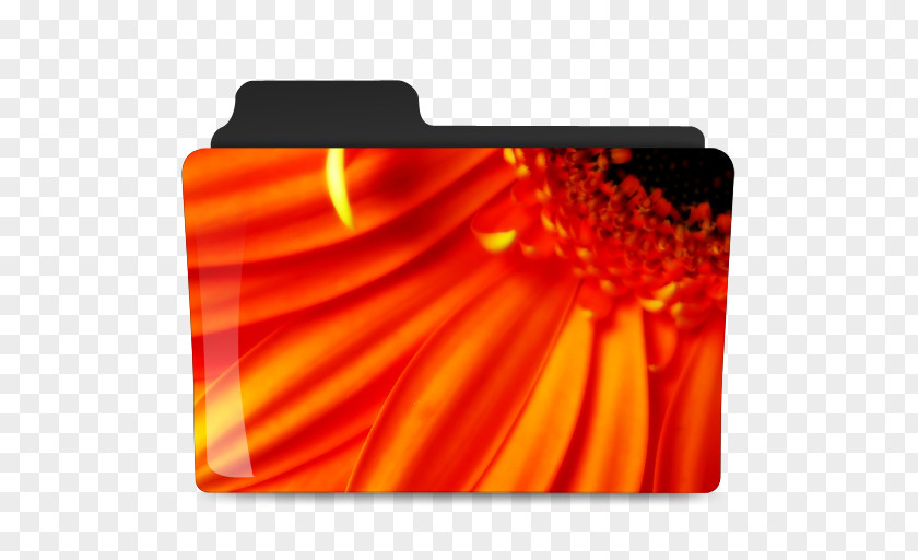 Festive Folder High-definition Television Flower Video 1080p Wallpaper PNG