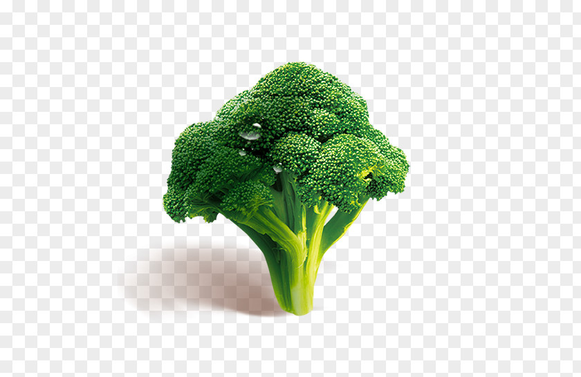HD Broccoli Vegetable Download PNG