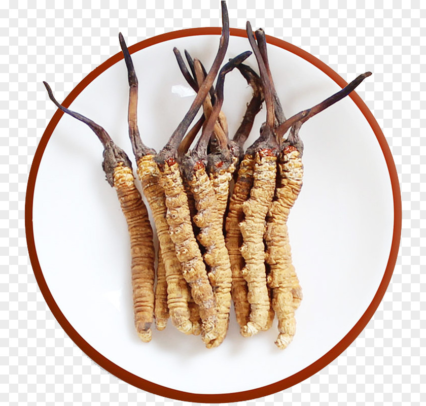 Herbs Cordyceps Sinensis Caterpillar Fungus Traditional Chinese Medicine Template PNG