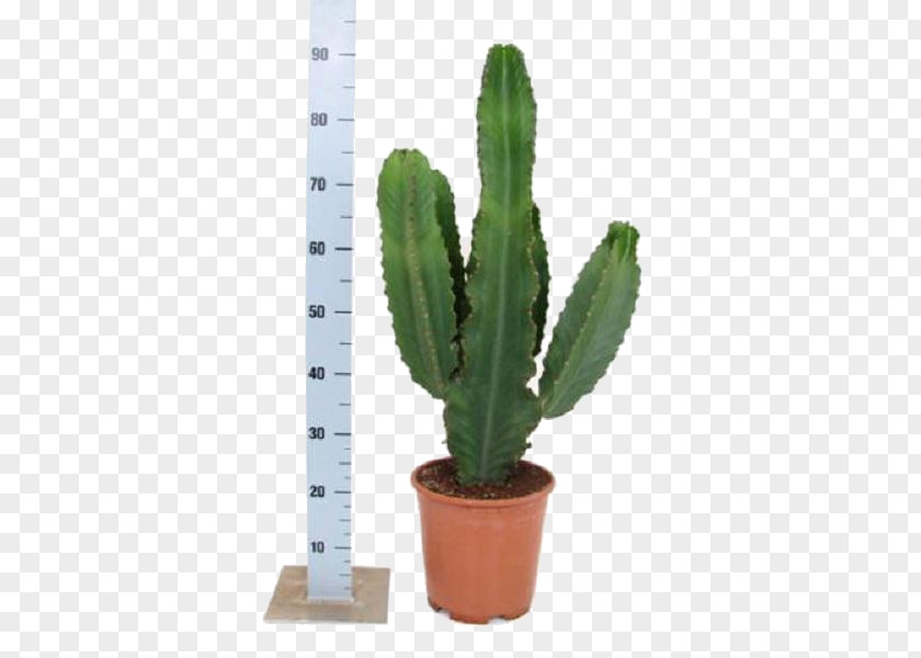 Plant San Pedro Cactus Euphorbia Ingens Milii Cactaceae Houseplant PNG