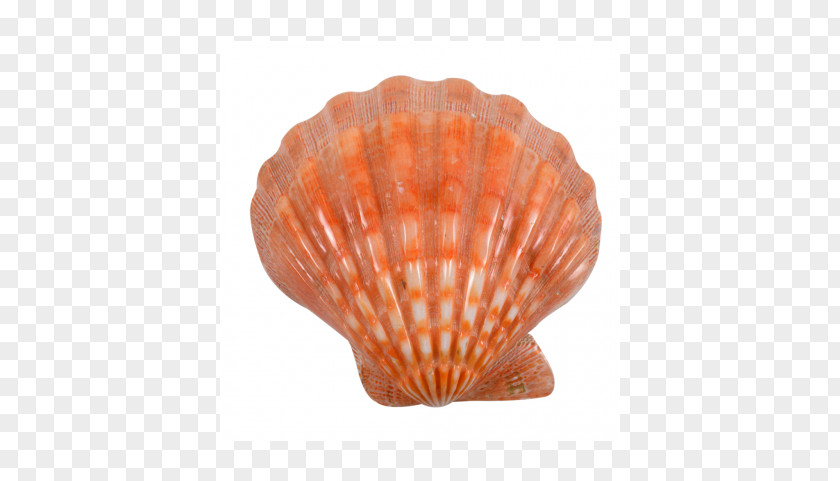 Seashell Oyster Scallop Clam Mollusc Shell PNG