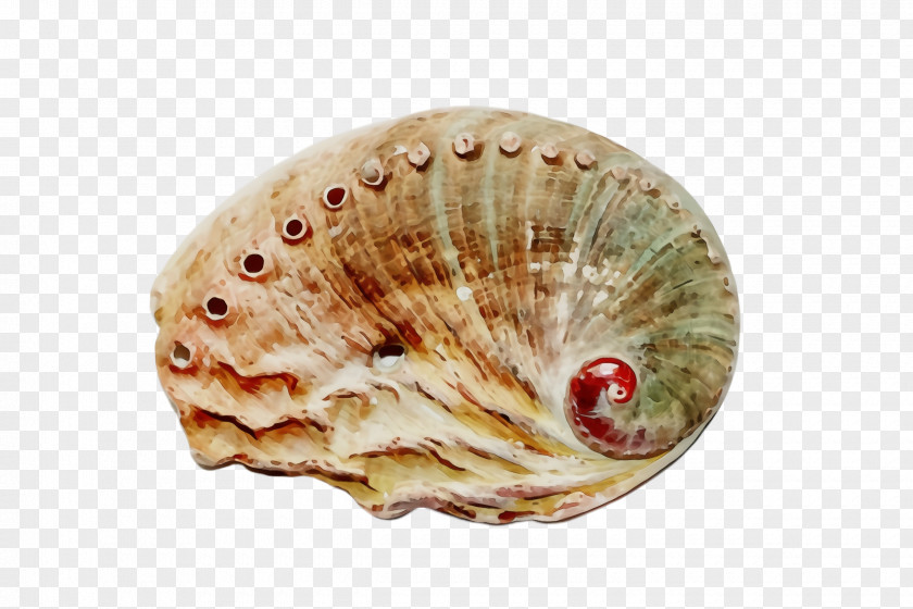 Shellfish Sea Snail Shell Bivalve Cockle Scallop Conch PNG
