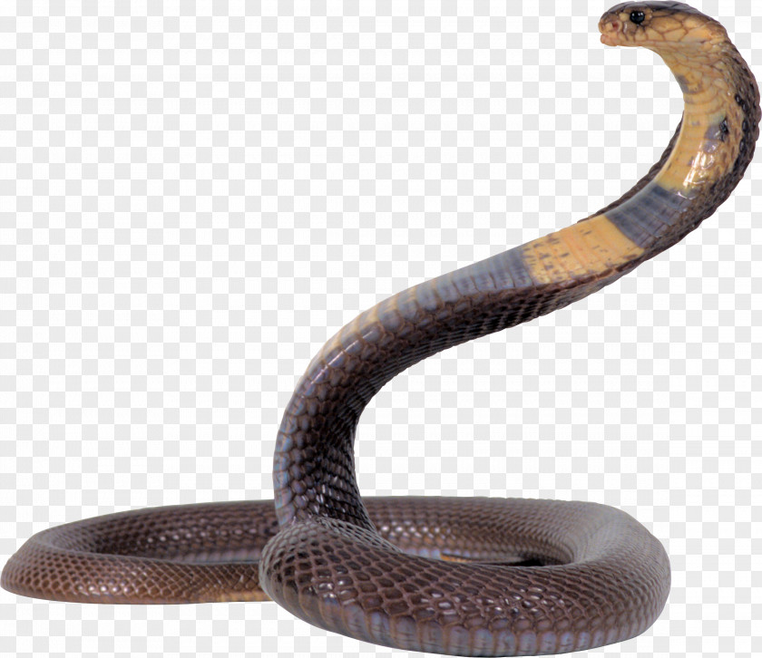 Snake King Cobra Clip Art PNG