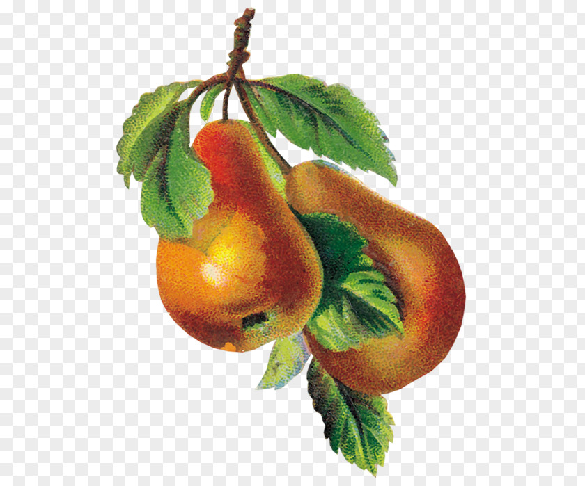 Apple Pear Auglis Clip Art PNG