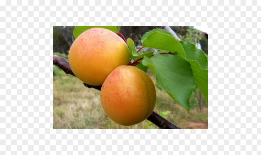 Apricot Cultivar Люизе Auglis Fruit Tree PNG