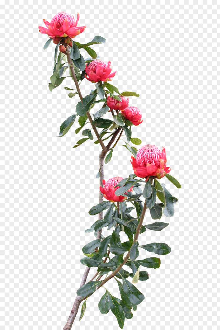 Blush Floral Cut Flowers Plant Centifolia Roses Garden PNG