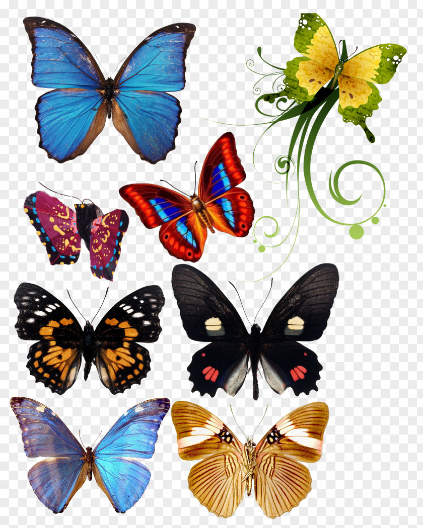 Butterfly Monarch Computer File PNG