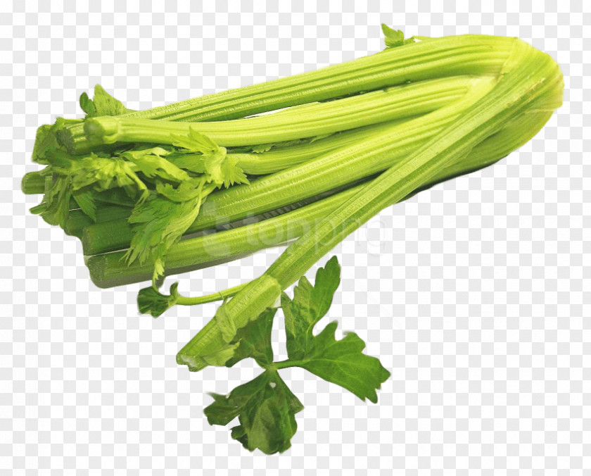 Lovage Celery Clip Art Ribollita Vegetable Ossobuco PNG