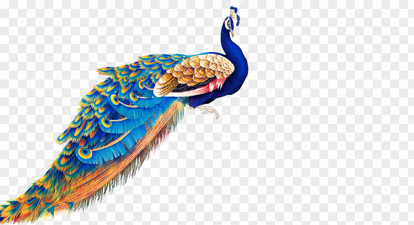 Peacock Peafowl Clip Art PNG