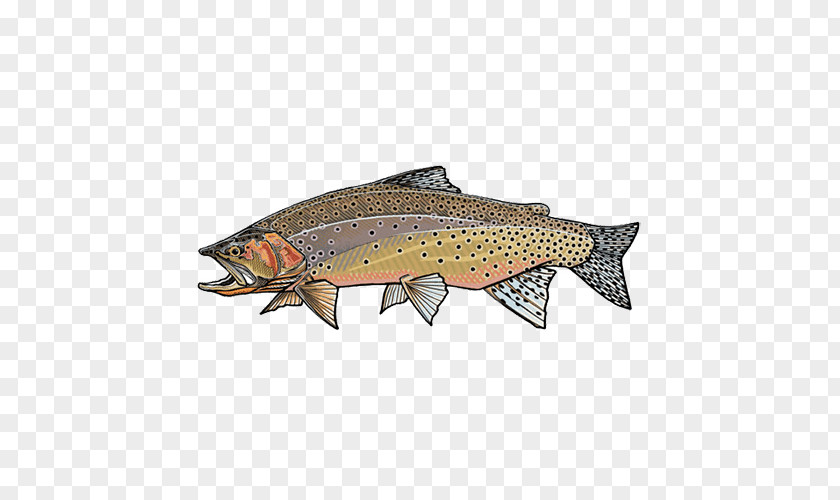 Fish Salmon Westslope Cutthroat Trout Lahontan Rainbow PNG