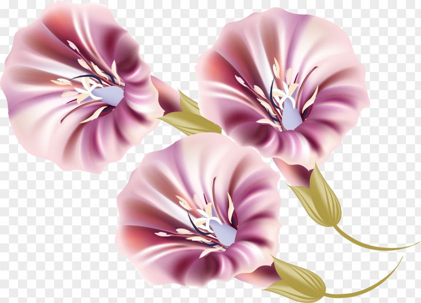 Hand Painted Trumpet Material Ipomoea Nil Morning Glory PNG
