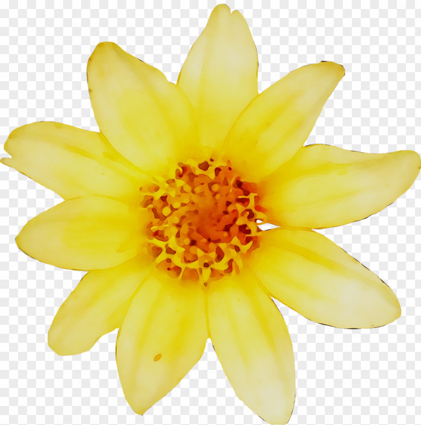 Yellow Swifty Chrysanthemum Eurostar Daisy Family PNG