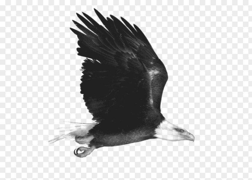 Animal,bird,eagle Eagle Black And White Monochrome PNG