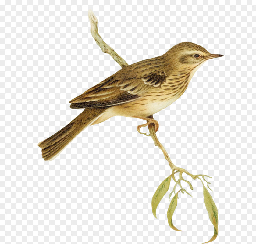 Chinese Style Retro Sparrows Branches House Sparrow Bird Finch Clip Art PNG