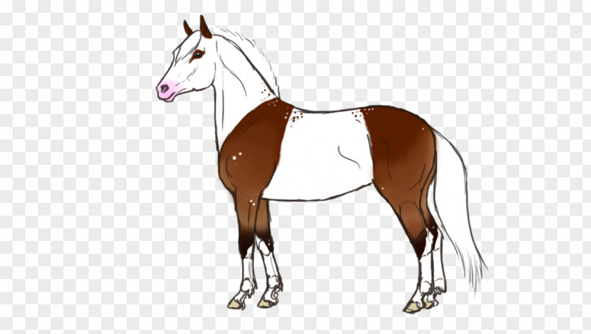 Horse Foal Mane Stallion Mare PNG