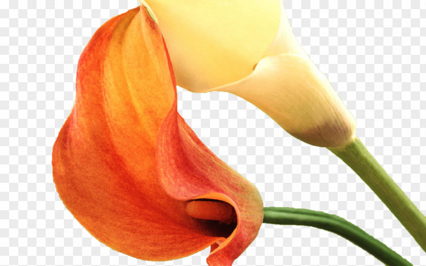 Orange Horseshoe Lotus Bones Download Icon PNG