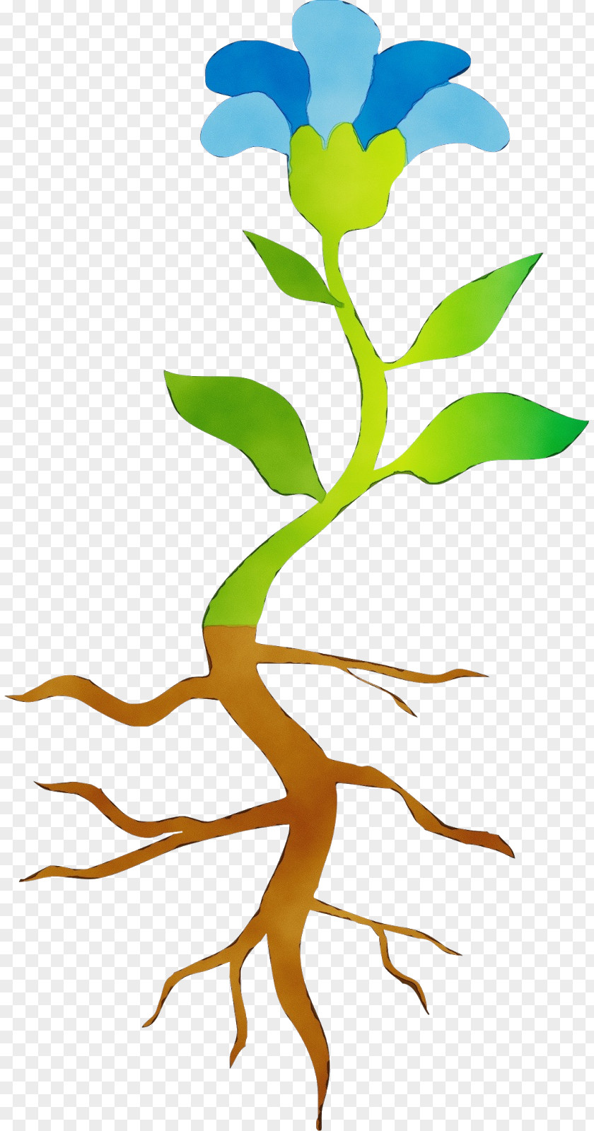 Pedicel Branch Evolutionary History Of Plants Root Plant Stem Leaf PNG