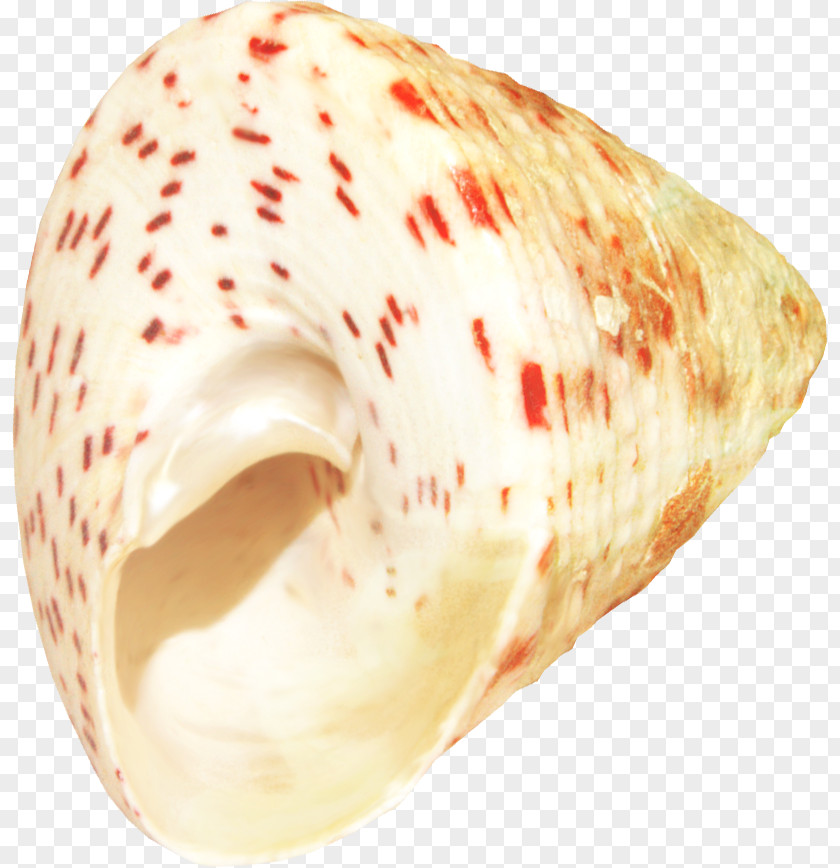 Shell Element Seashell Marine Clip Art PNG