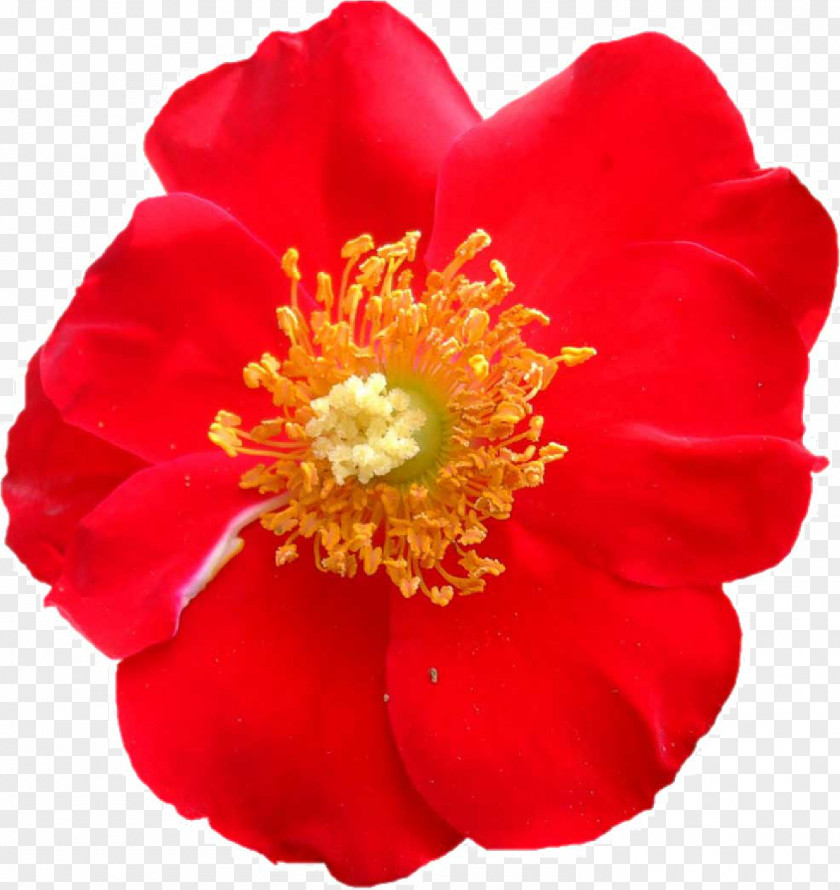 Thumbnail Cut Flowers Rose PNG