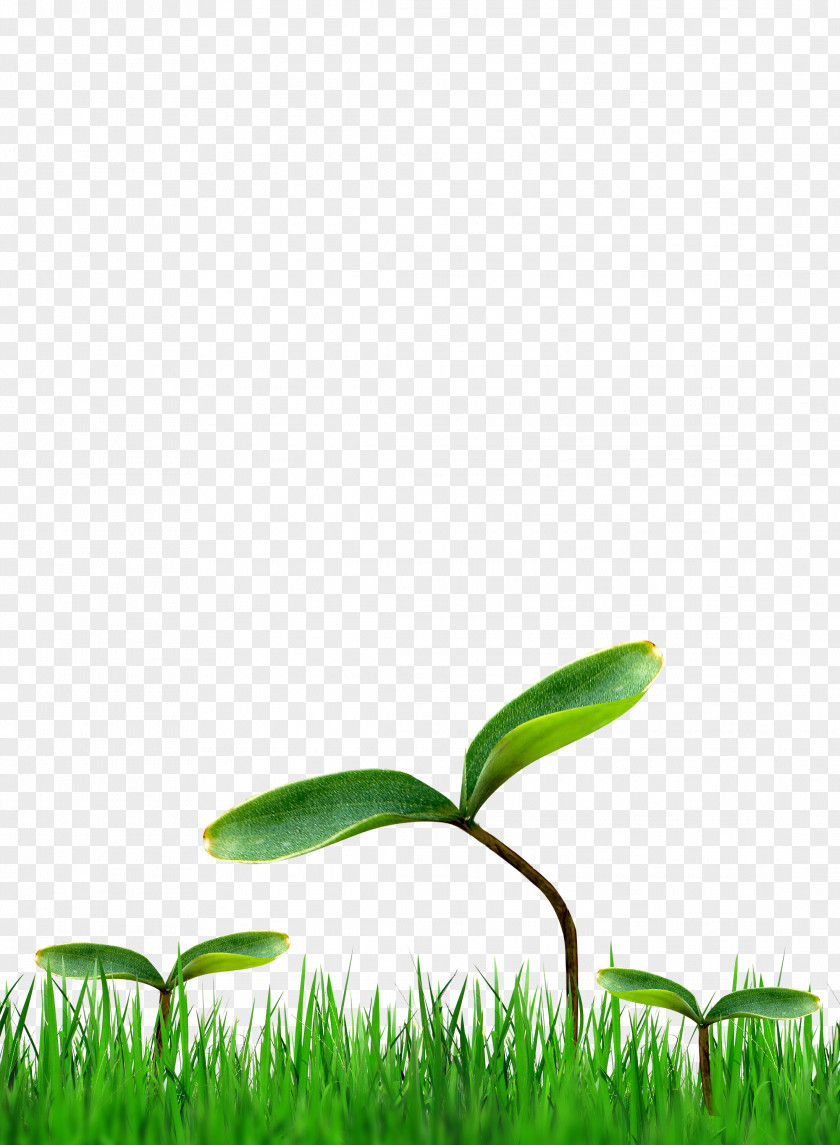 Grass PNG