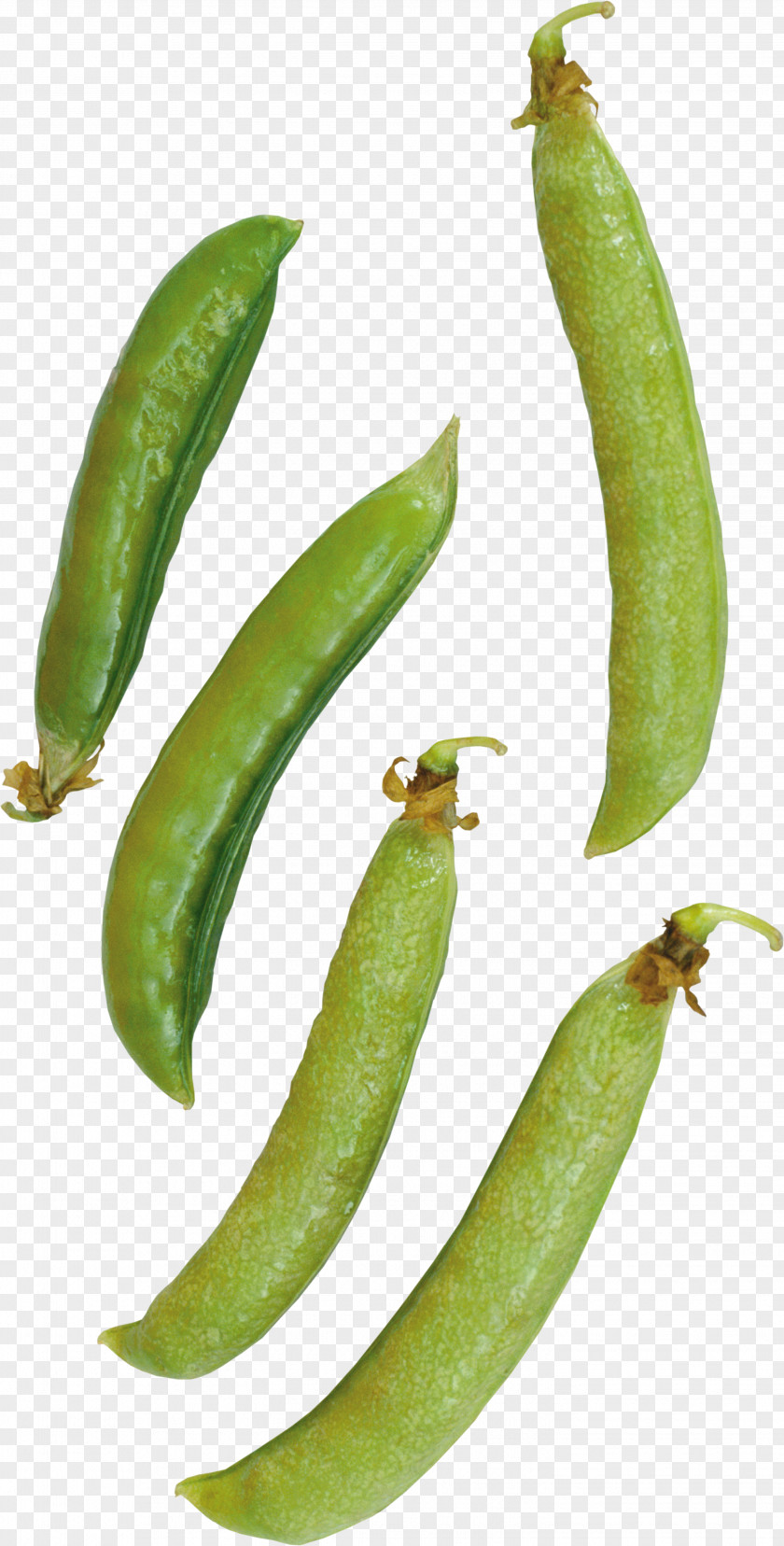 Pea Common Bean Snap Green PNG