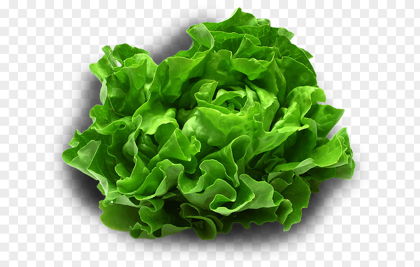 Vegetable Leaf Smoothie Iceberg Lettuce Food PNG