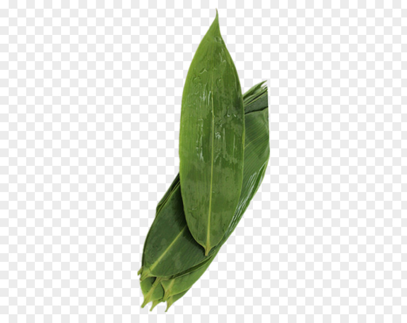 Beautiful Bamboo Leaves Picture Material Leaf Gratis PNG