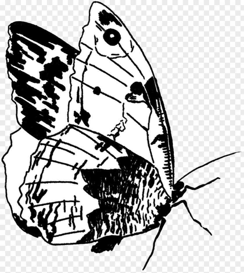 Butterfly Fairy Brush-footed Butterflies Insect Drawing Clip Art PNG