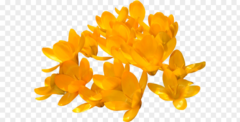 Crocus Yellow Orange Rose Flower PNG
