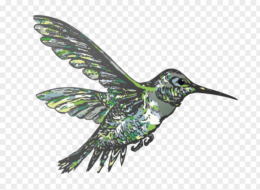 Hummingbird Clip Art PNG