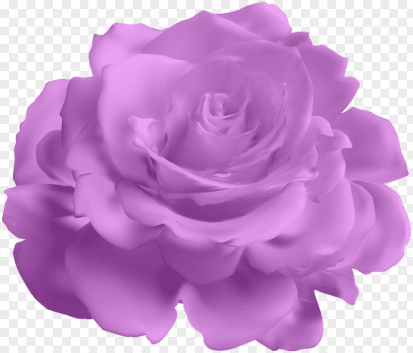 Rose Lavanda Purple Garden Roses Clip Art Blue PNG