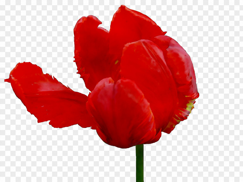 Tulip Herbaceous Plant Stem The Poppy Family Plants PNG