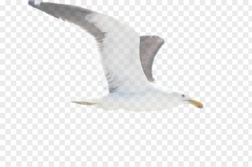 Water Bird Wing White Gull European Herring Great Black-backed PNG