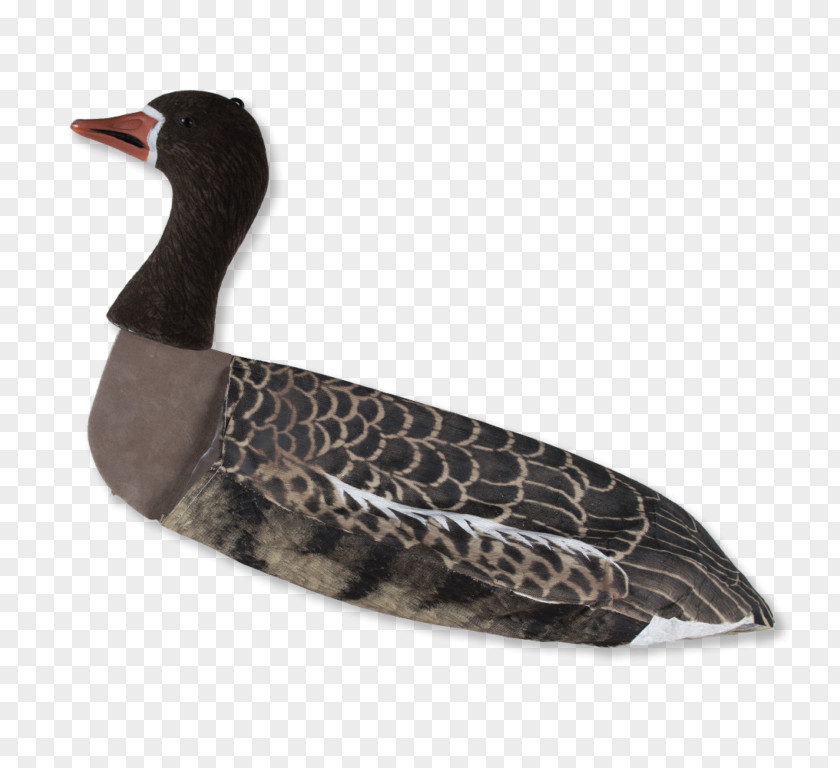 Duck Greylag Goose Lokkefugl Greater White-fronted PNG