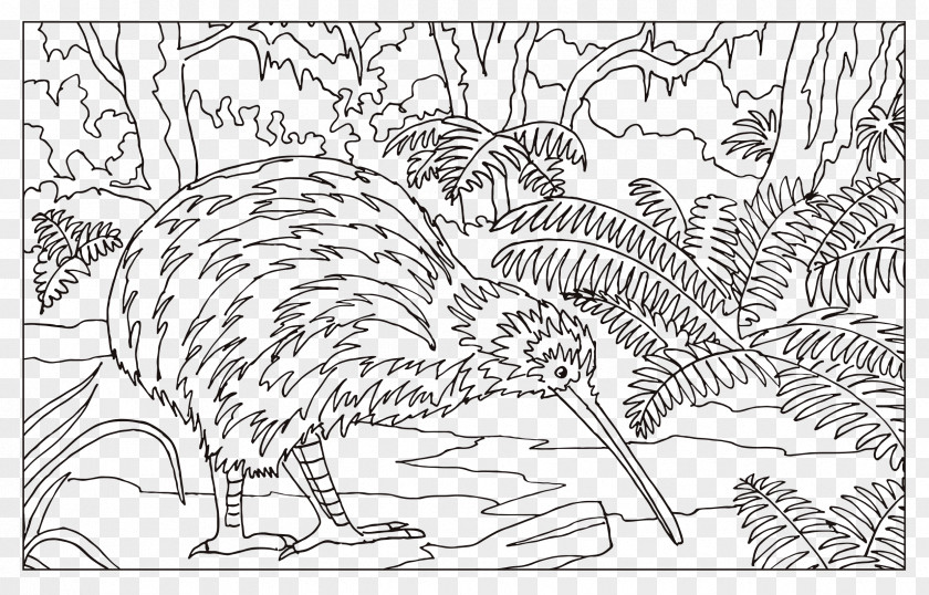 Kiwi Bird Flightless Drawing Coloring Book PNG