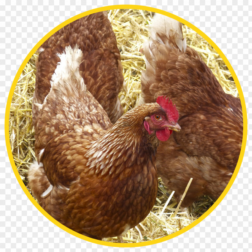 Poultry And Livestock Pekin Chicken Hay Straw Cattle Feeding PNG
