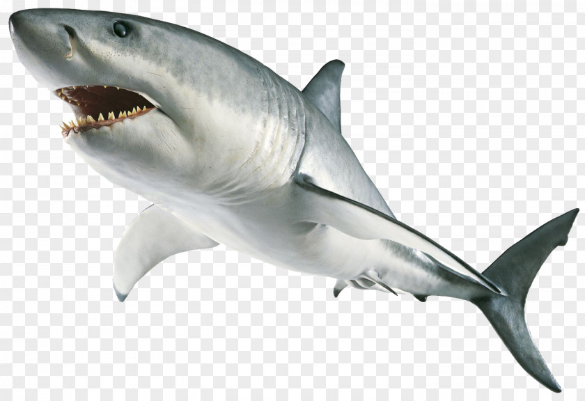 Shark Image National Geographic Kids: Everything Sharks Shiny Stickers Realistic Ultimate Sticker Book: Frozen PNG