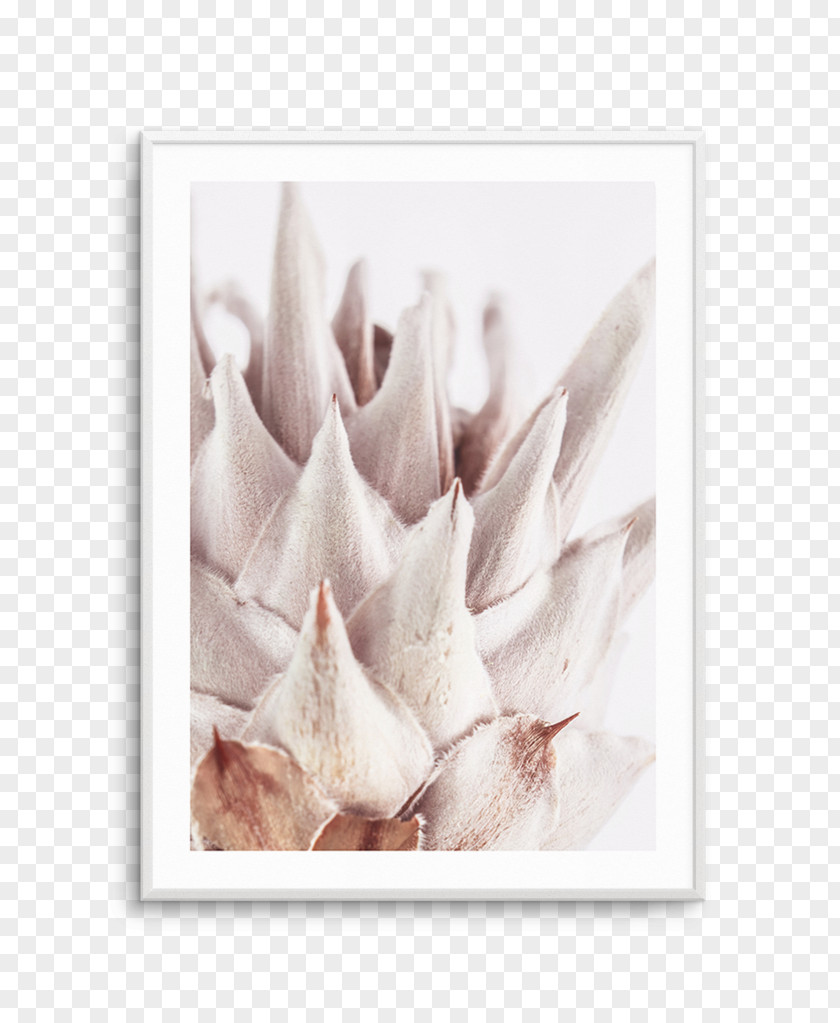 Watercolor Monstera King Protea Fine Art Petal Flower PNG