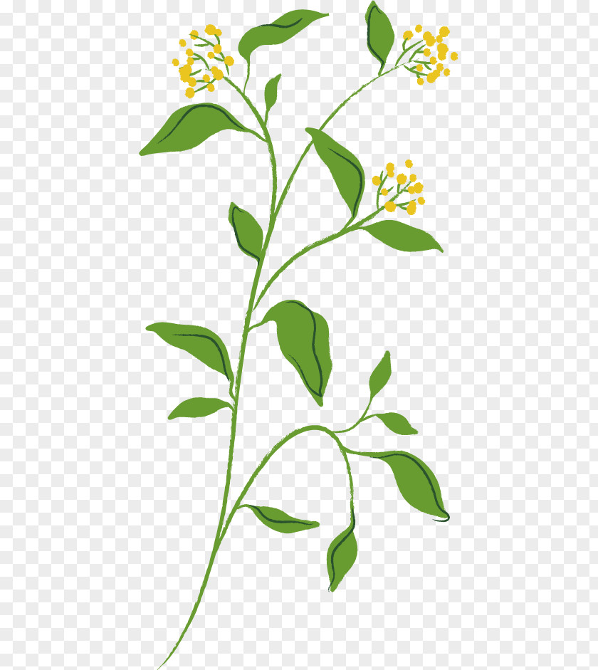 Yellow Spring Flower Transparent Image. PNG