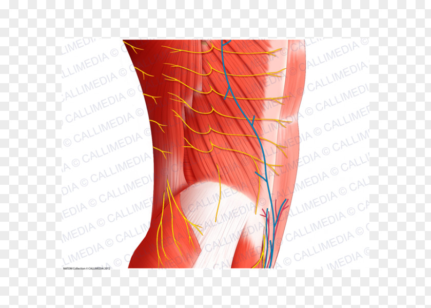 Abdomen Anatomy Nerve Blood Vessel Muscle Human PNG