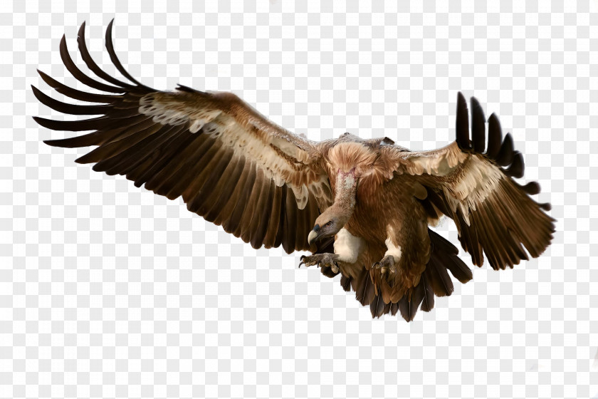 Bird Turkey Vulture Clip Art PNG