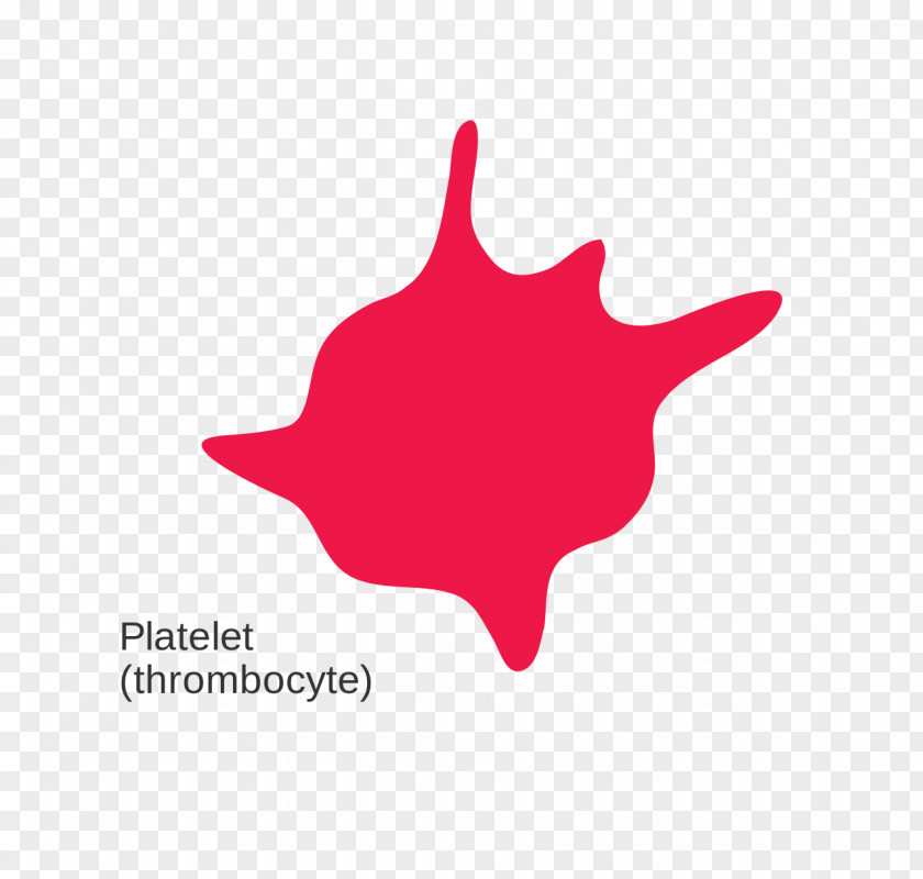 Blood Red Cell Platelet White PNG