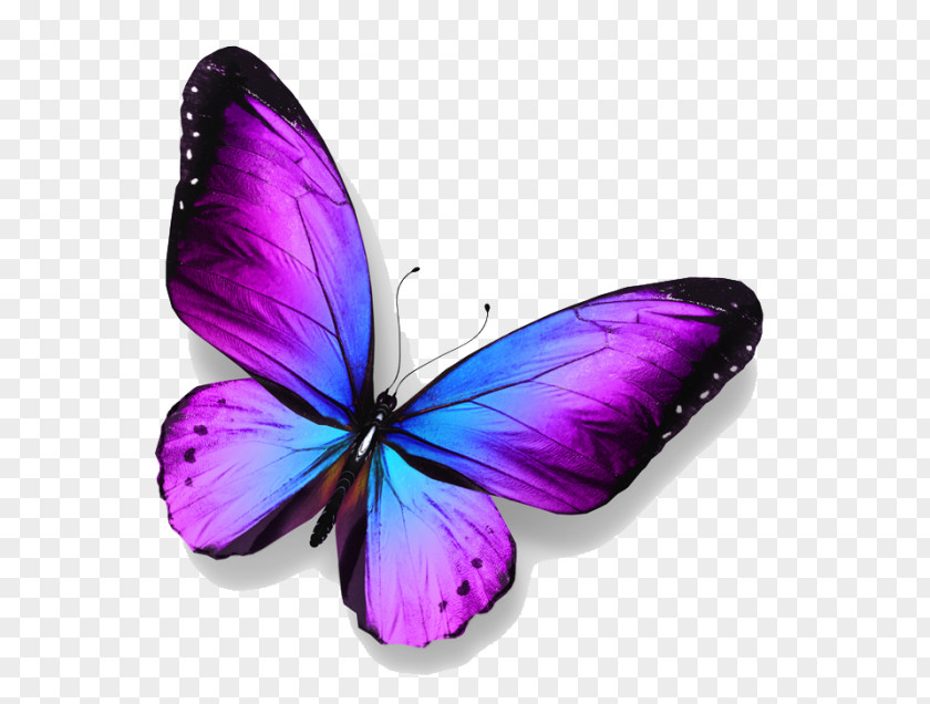 Butterfly Royalty-free Stock Photography PNG