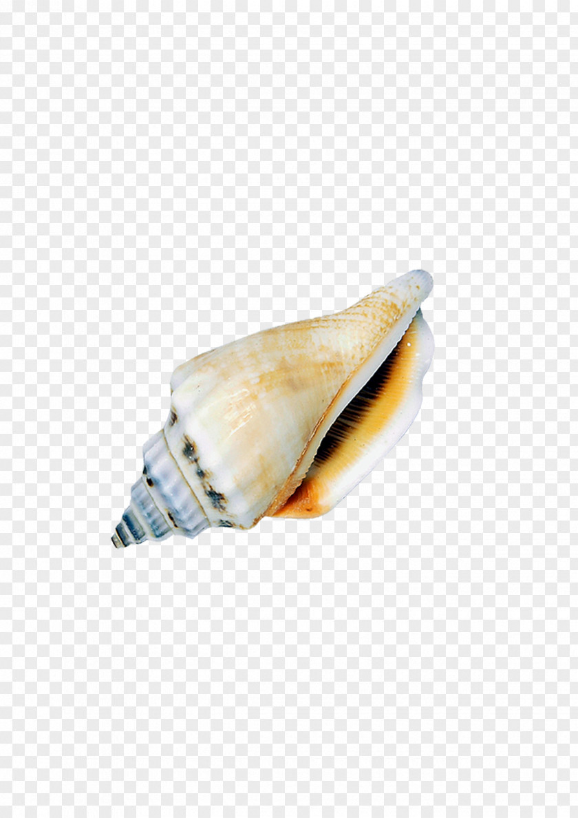 Conch Seashell Icon PNG