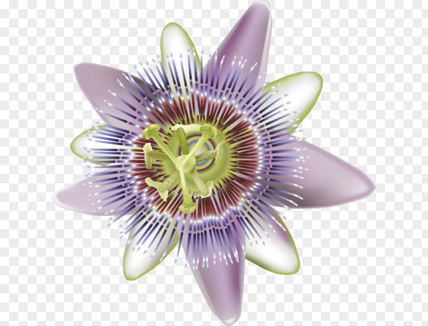 Purple Passionflower Giant Granadilla Nervous System Massage Therapy PNG
