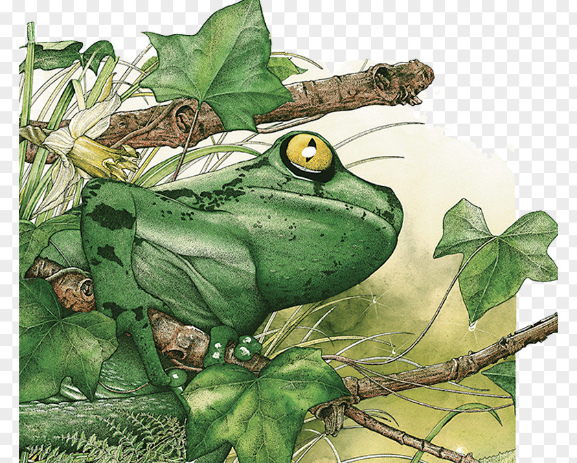Tropical Rainforest Frog Illustrator True Amazon Tropics PNG