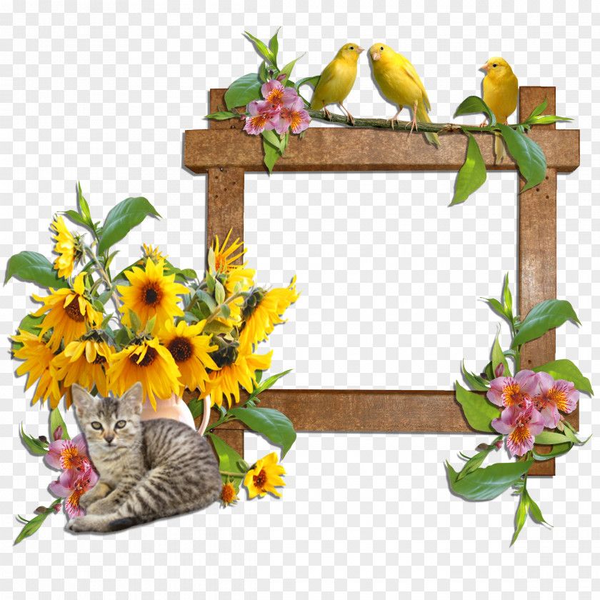 Yellow Frame Picture Frames Cat Domestic Animal Flower Clip Art PNG
